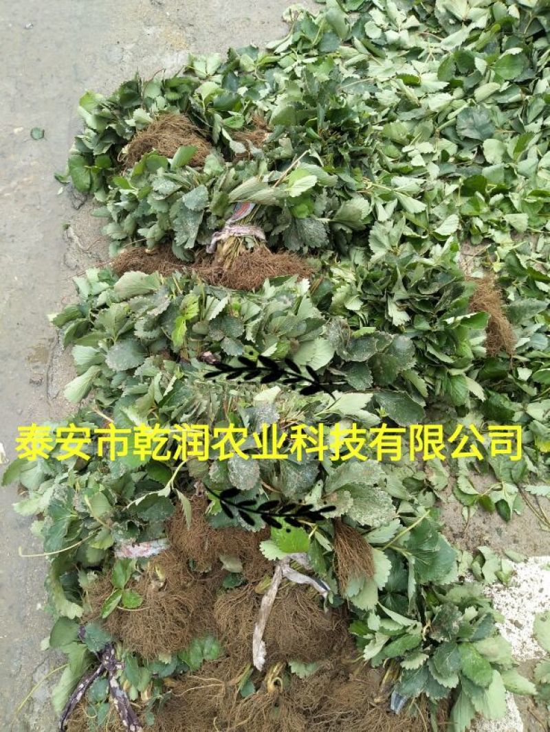 草莓苗