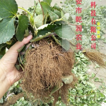 草莓苗