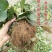 草莓苗