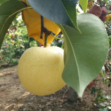 黄冠梨