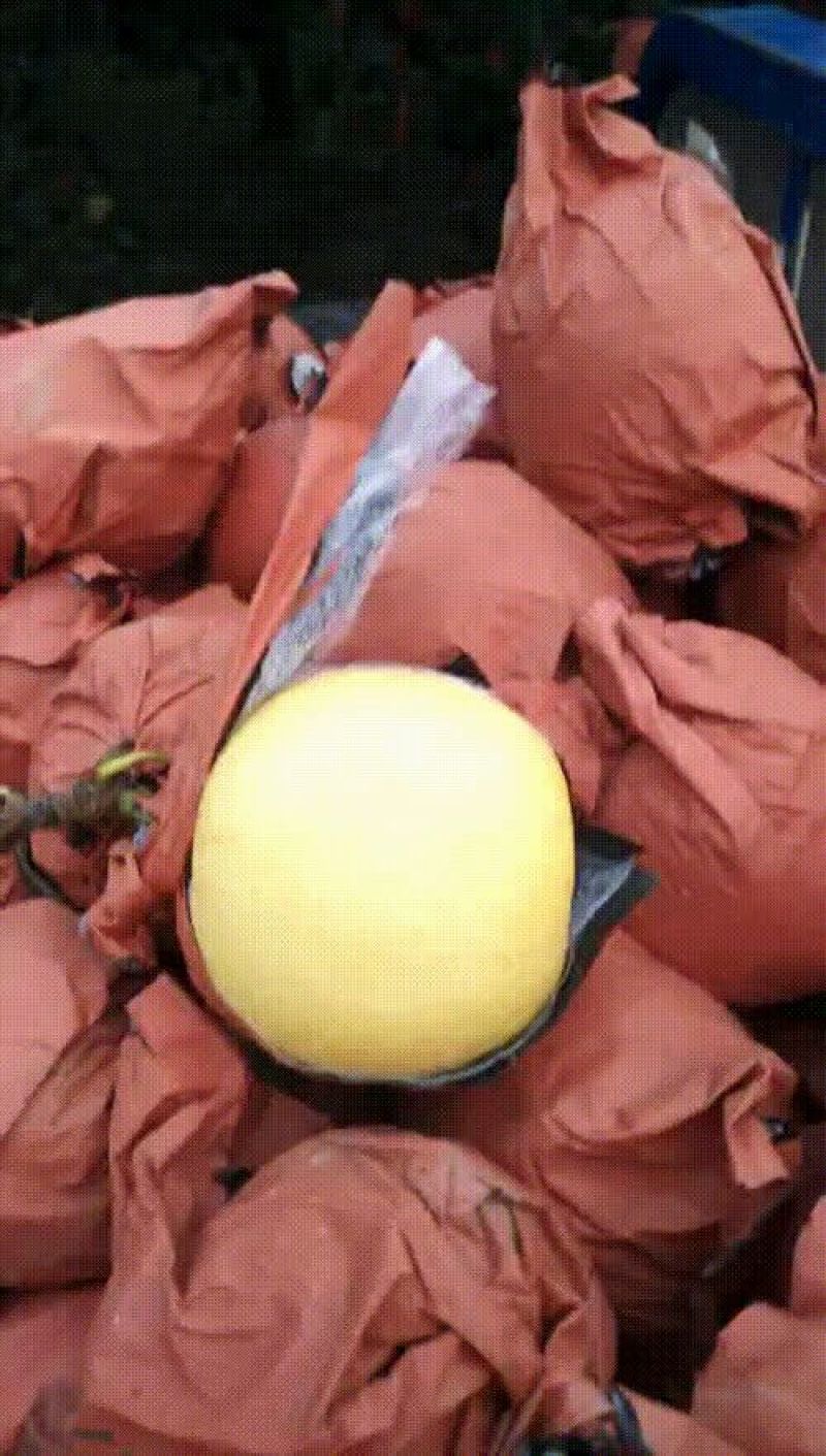黄冠梨