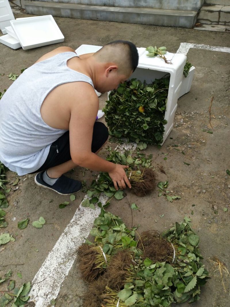 草莓苗草莓苗