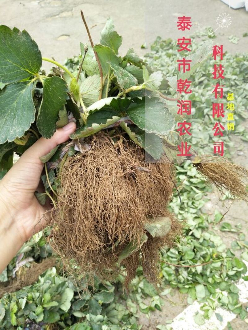 草莓苗草莓苗