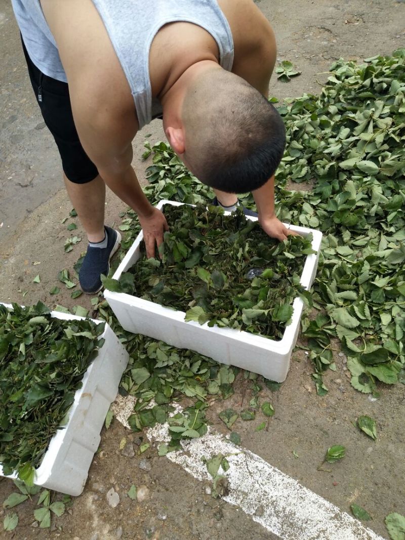 草莓苗草莓苗