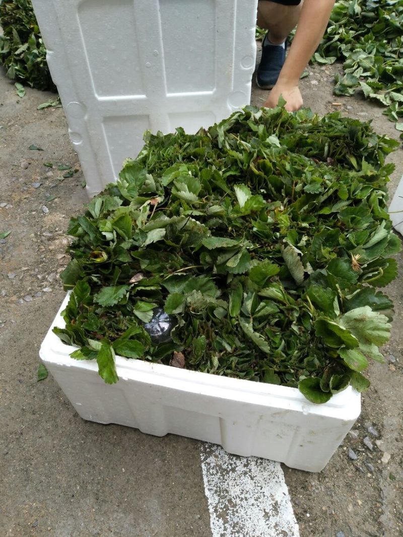 草莓苗草莓苗