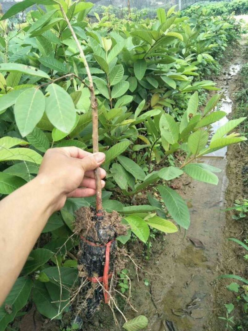 番石榴苗30～50cm