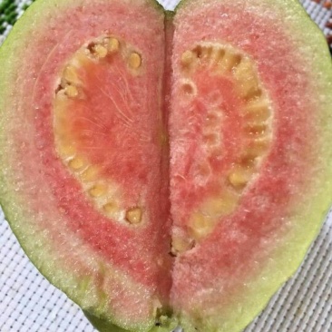 番石榴苗30～50cm