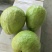 番石榴苗30～50cm