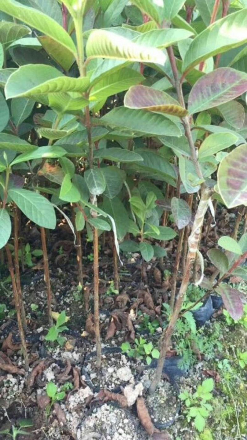 番石榴苗30～50cm
