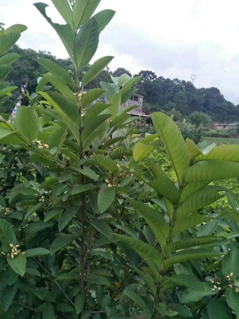 番石榴苗30～50cm