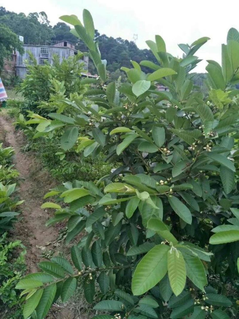 番石榴苗30～50cm