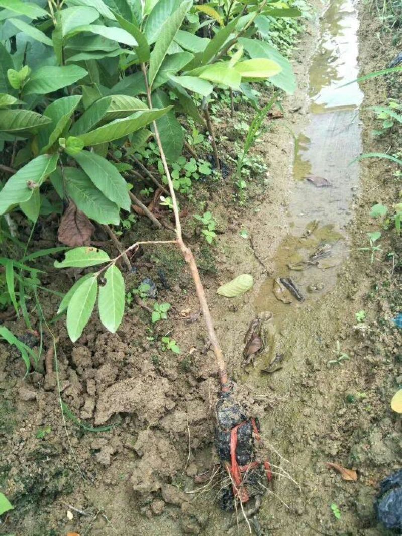 番石榴苗30～50cm