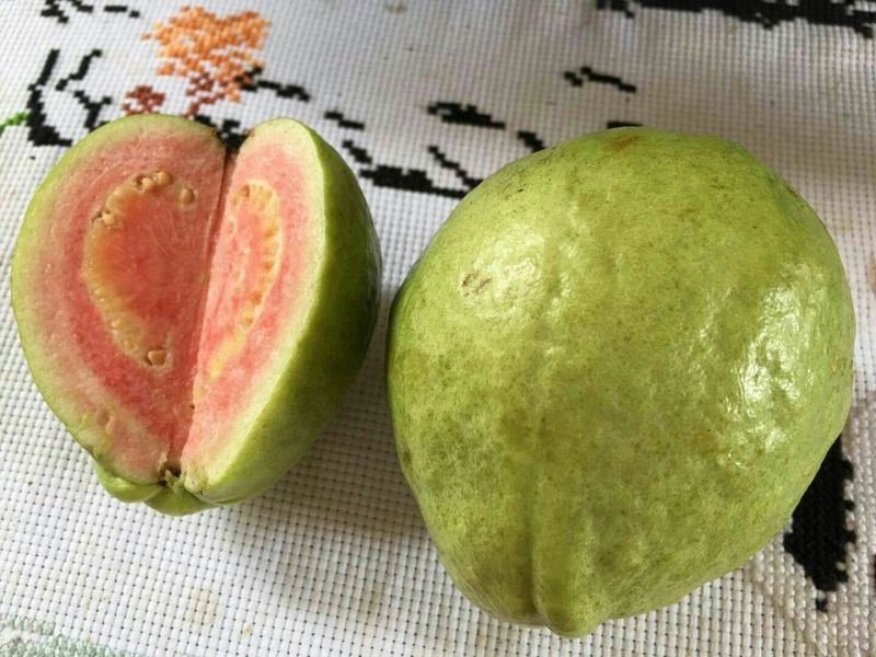 番石榴苗30～50cm