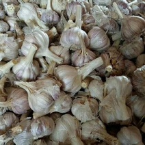 精品四季红根蒜苗种子，产地直供，价格美丽