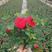 【红玫瑰苗】成活率高卡罗拉花，法国红花根系发达观花植物