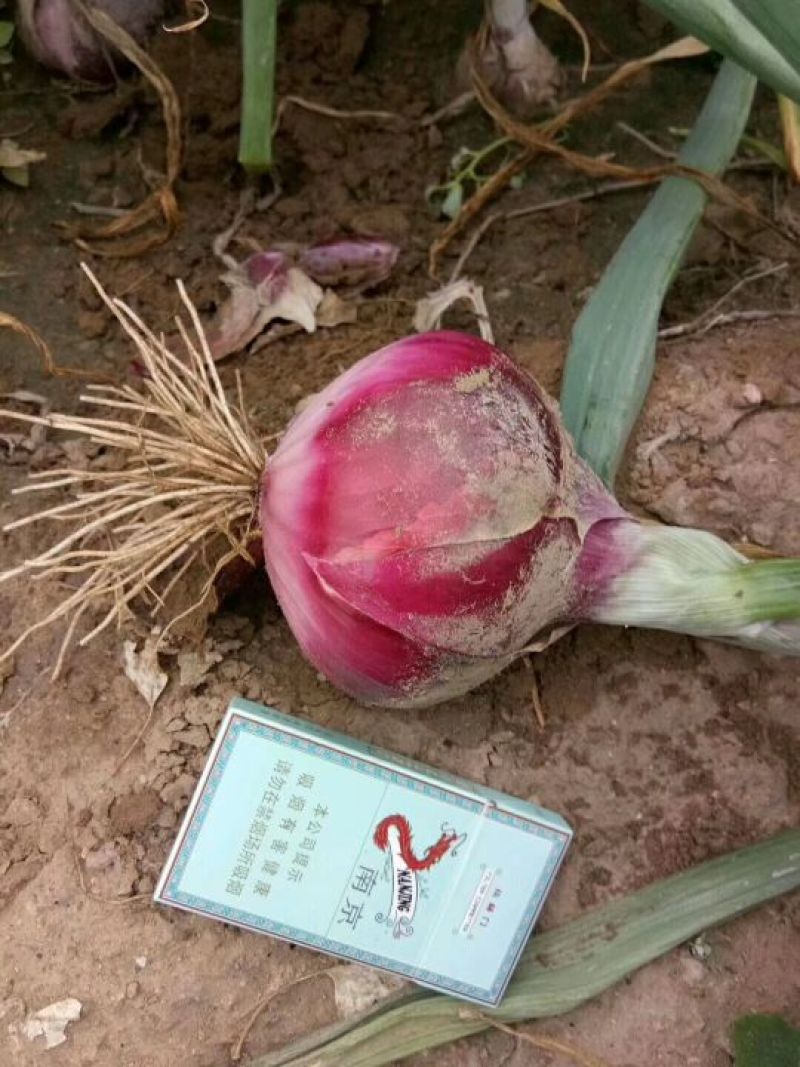 二红红皮洋葱