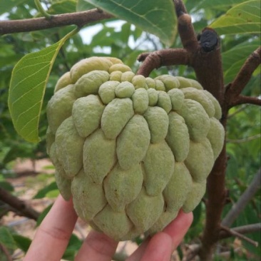释迦大目释迦番荔枝海南果