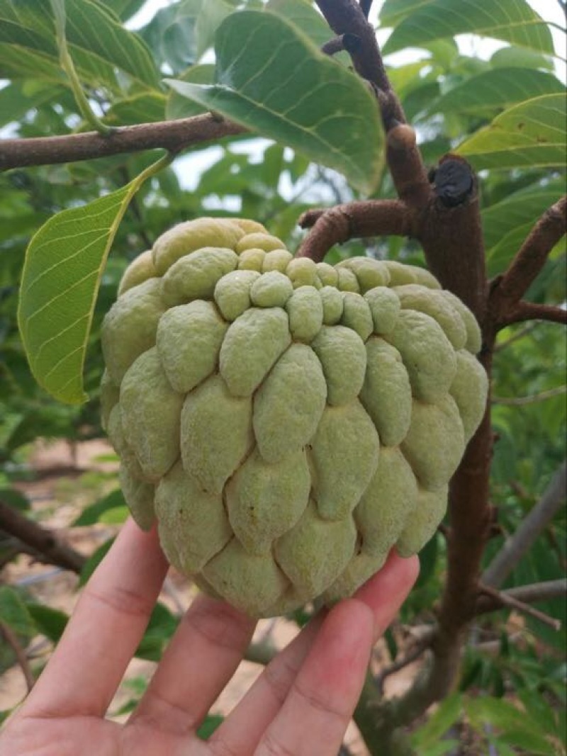 释迦大目释迦番荔枝海南果