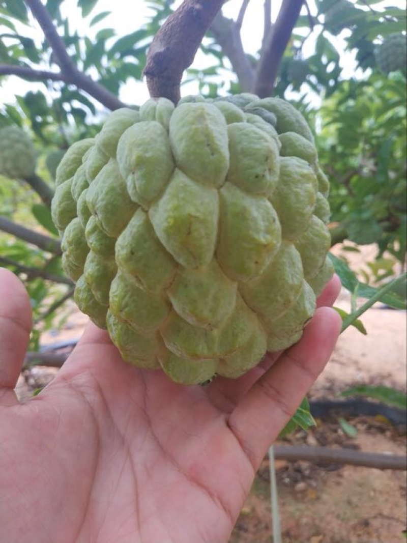 释迦大目释迦番荔枝海南果