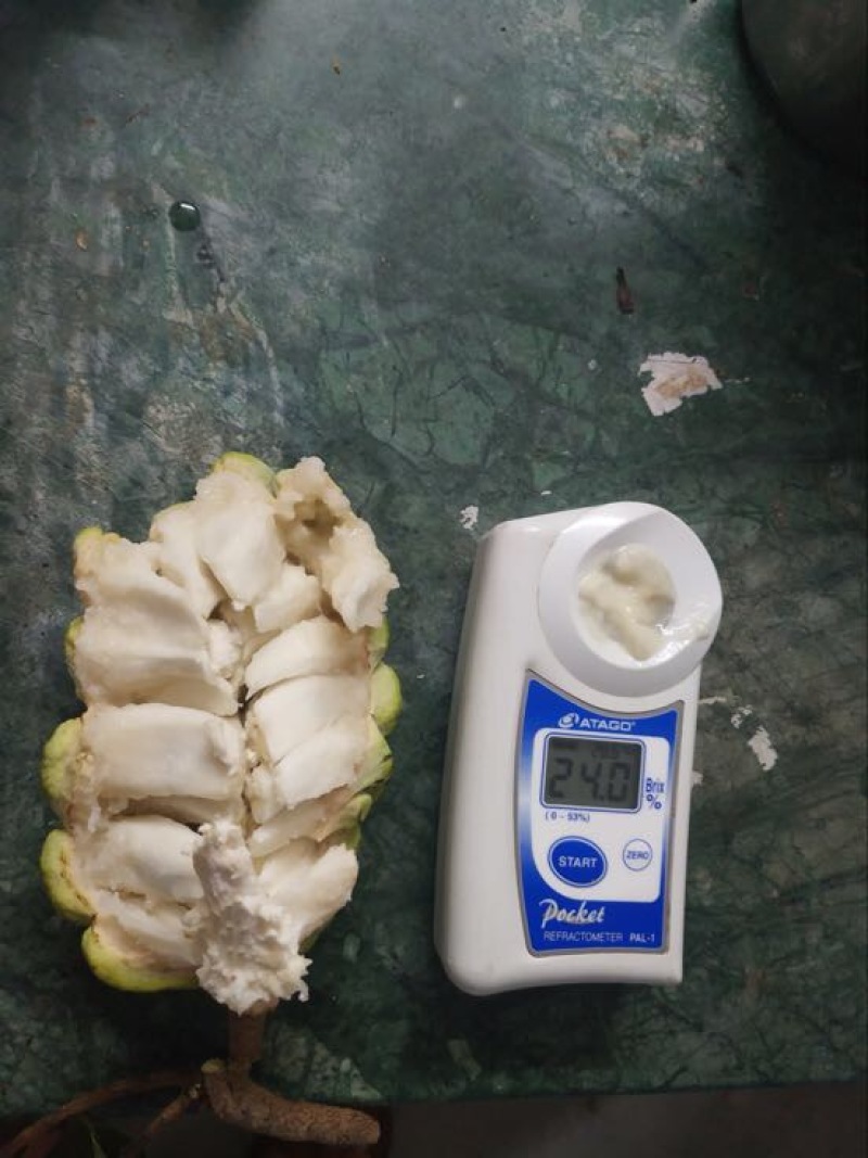 释迦大目释迦番荔枝海南果