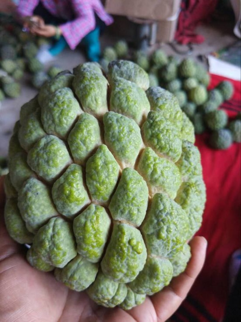 释迦大目释迦番荔枝海南果