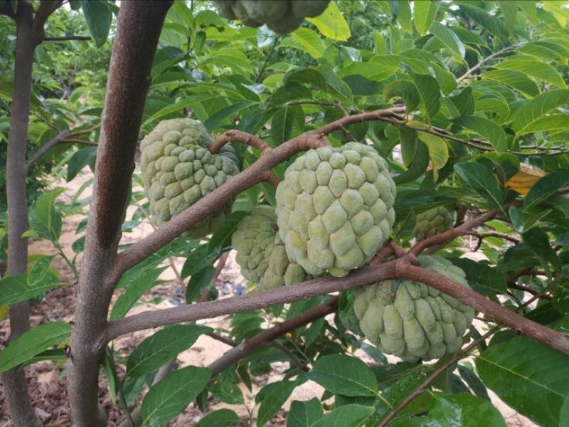 释迦大目释迦番荔枝海南果