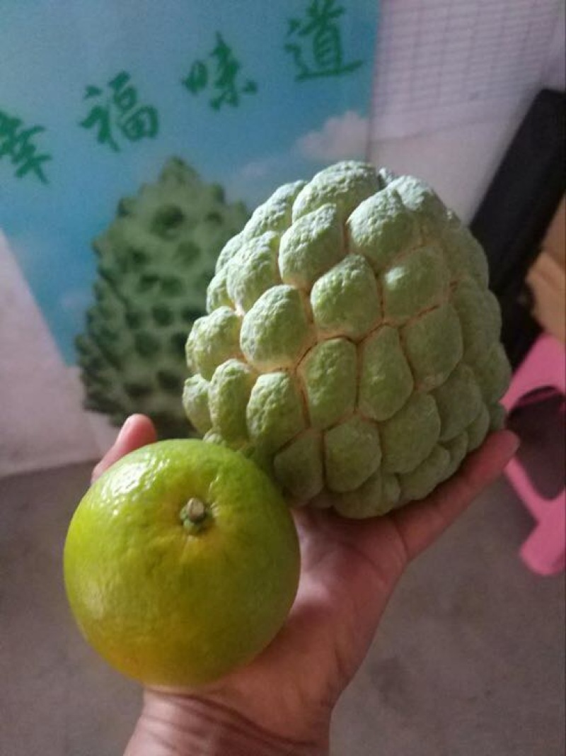 释迦大目释迦番荔枝海南果