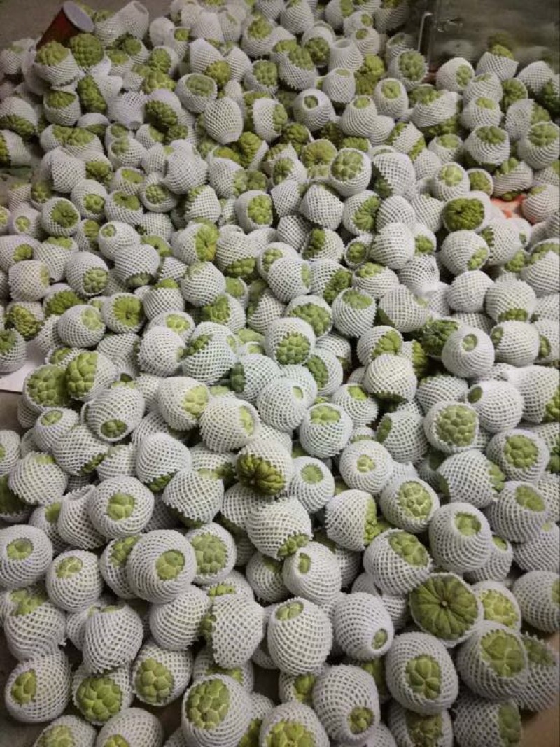 释迦大目释迦番荔枝海南果