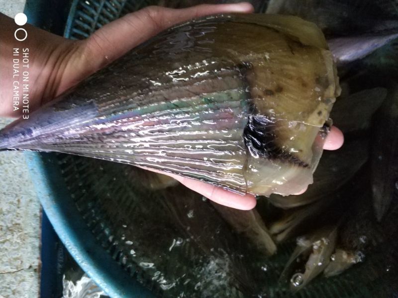 湛江带子