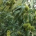 野生板栗，量大，品种早，中，晚熟。上市集中。