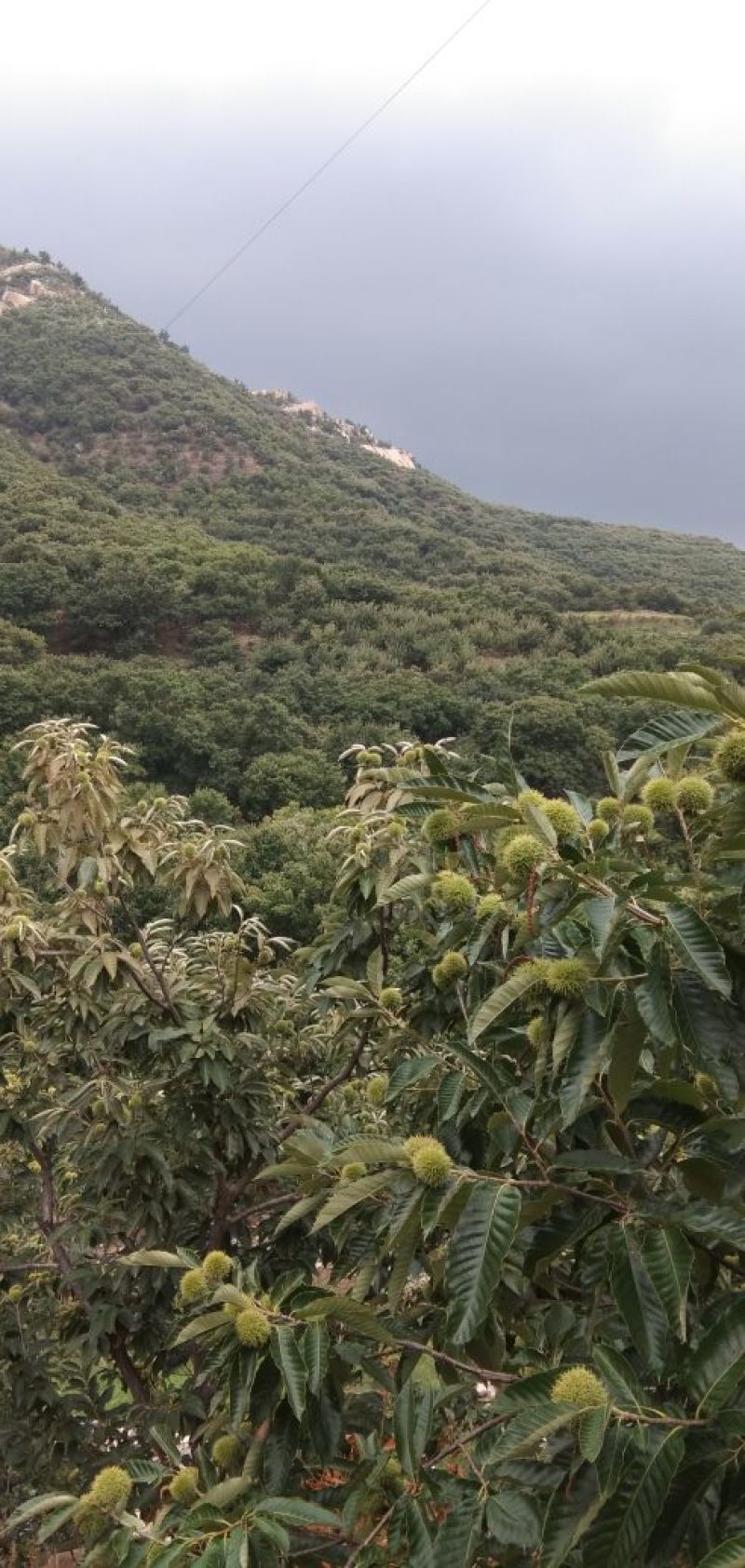 野生板栗，量大，品种早，中，晚熟。上市集中。