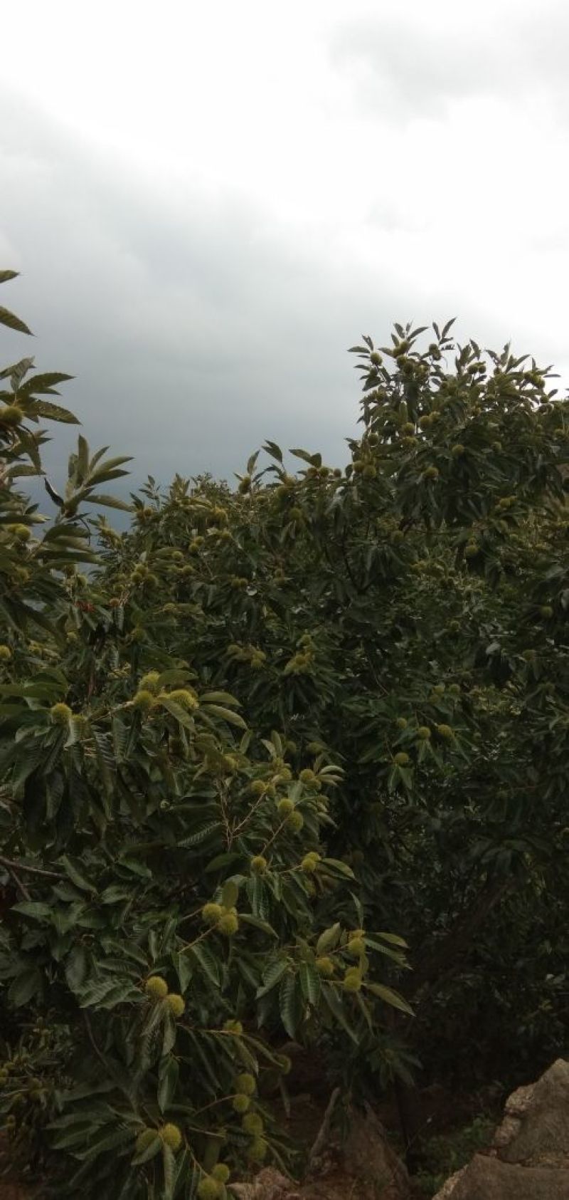 野生板栗，量大，品种早，中，晚熟。上市集中。