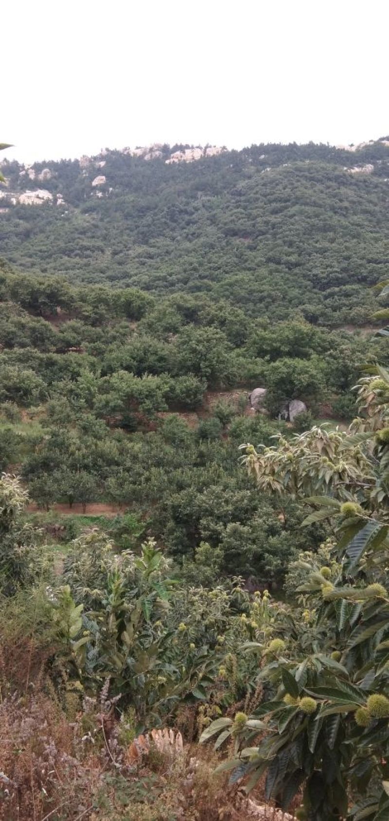 野生板栗，量大，品种早，中，晚熟。上市集中。