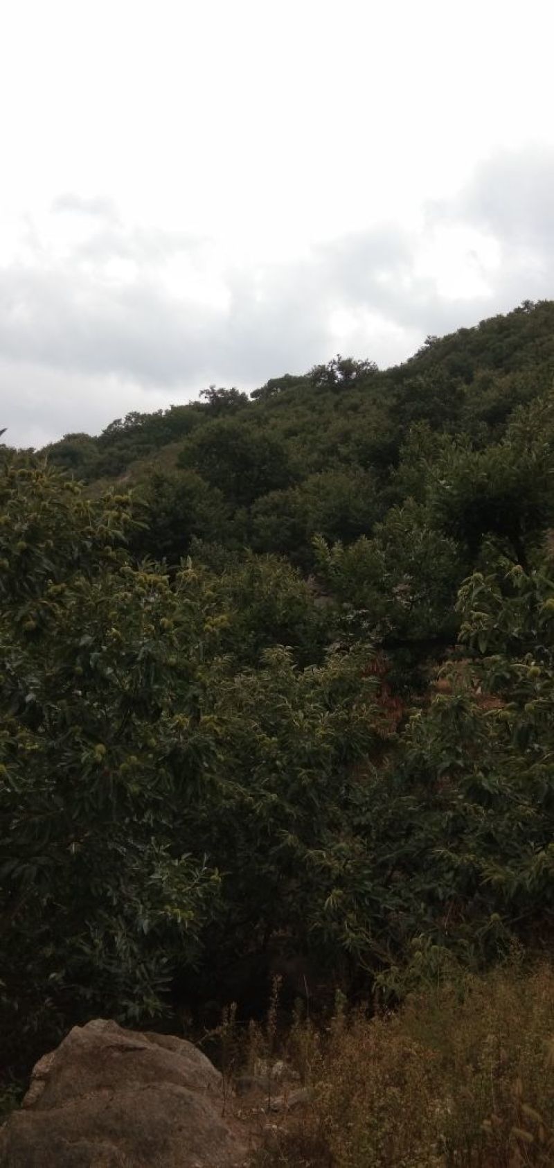 野生板栗，量大，品种早，中，晚熟。上市集中。