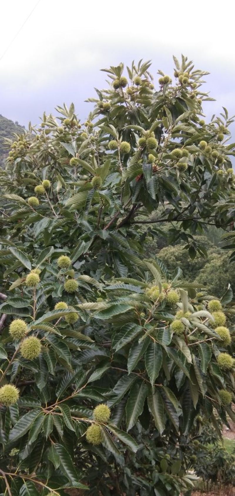野生板栗，量大，品种早，中，晚熟。上市集中。