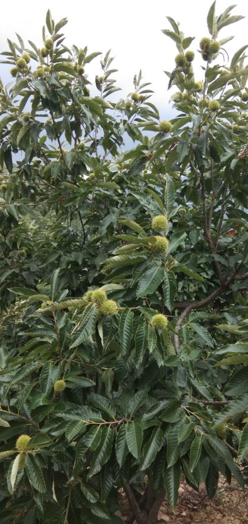 野生板栗，量大，品种早，中，晚熟。上市集中。