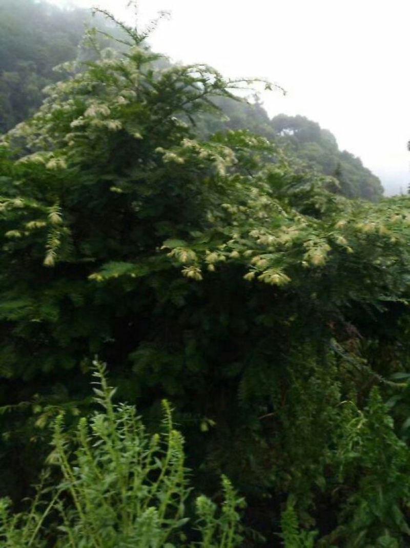 红豆杉红豆大量有货，需要的联系