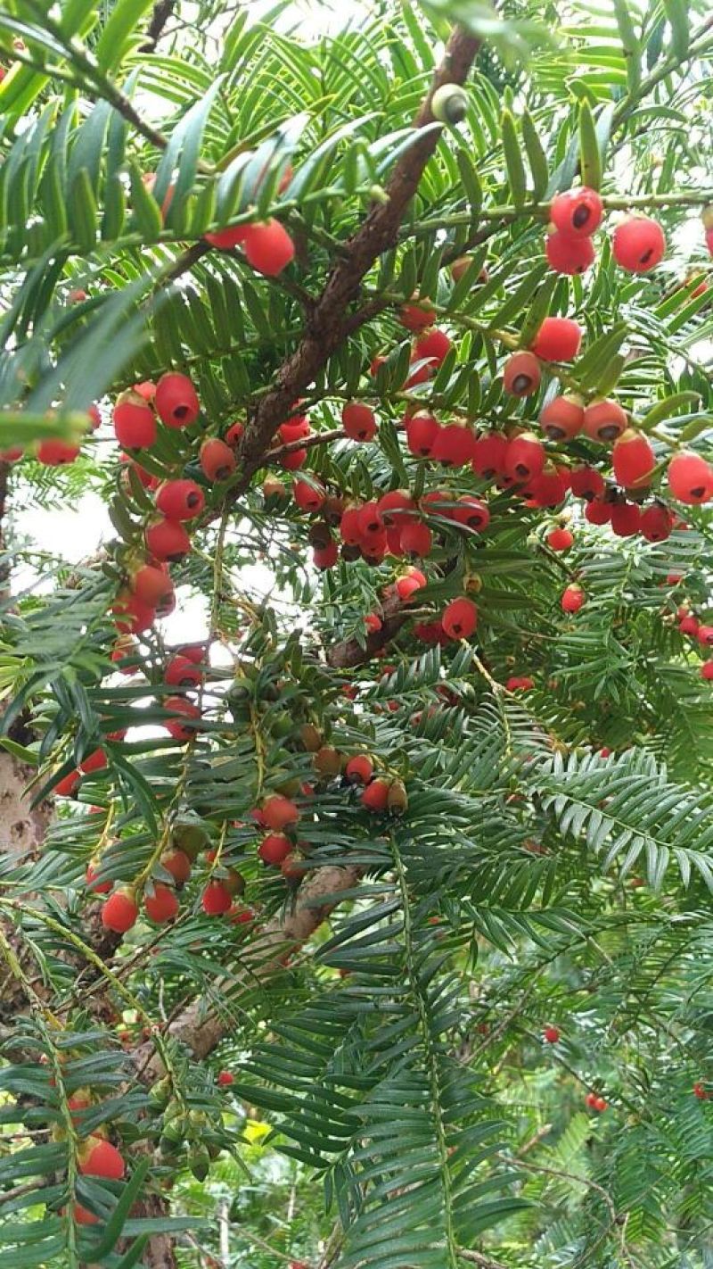 红豆杉红豆大量有货，需要的联系