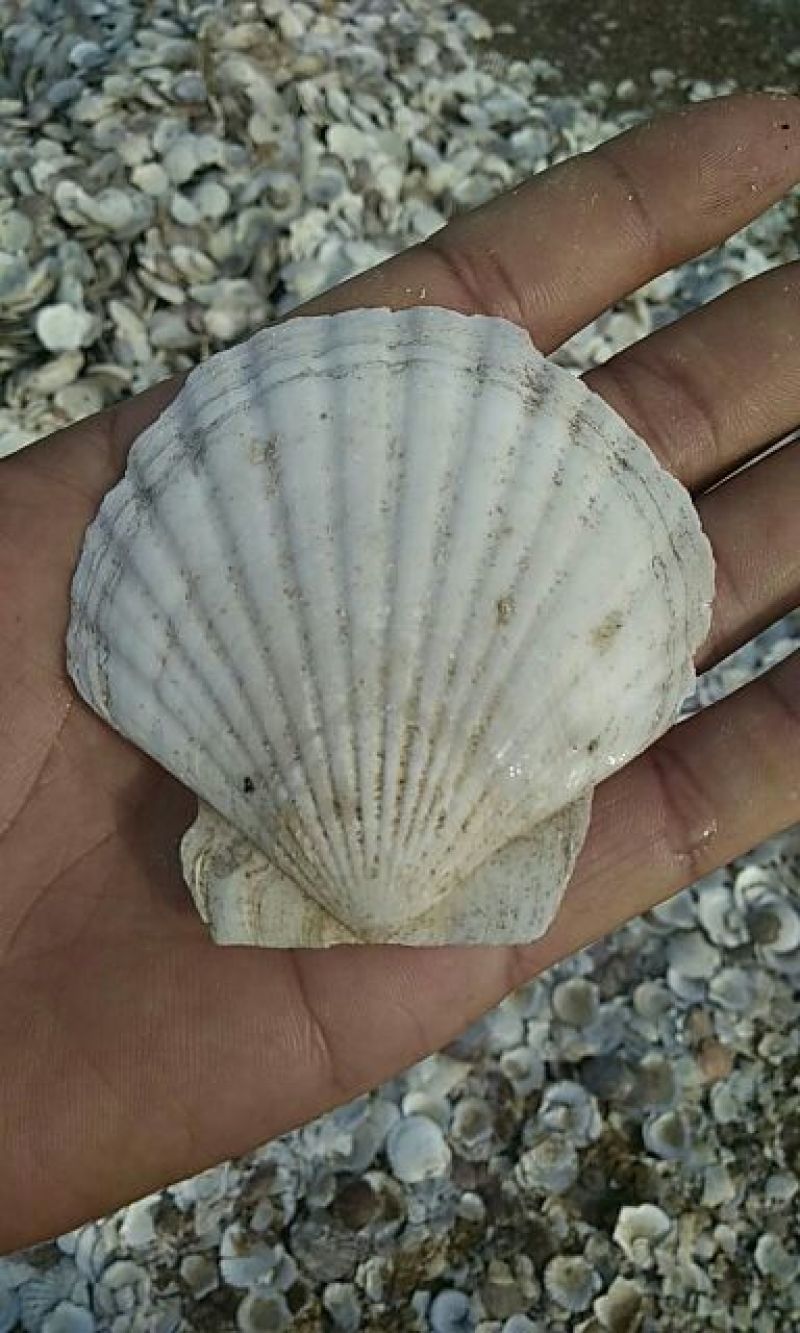 夏夷扇贝壳，元贝壳，粉丝贝壳