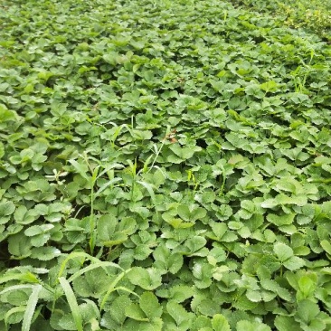 桃熏(白草莓)