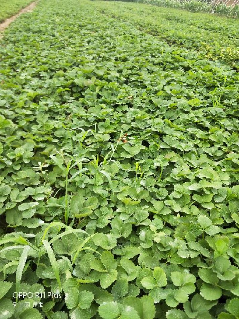 桃熏(白草莓)