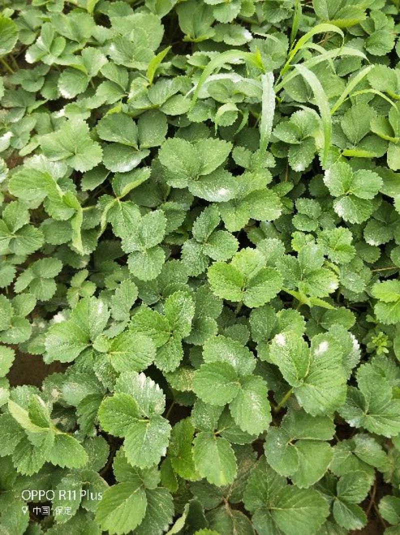 桃熏(白草莓)