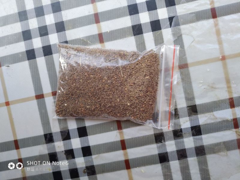 长期出售面条莱种子