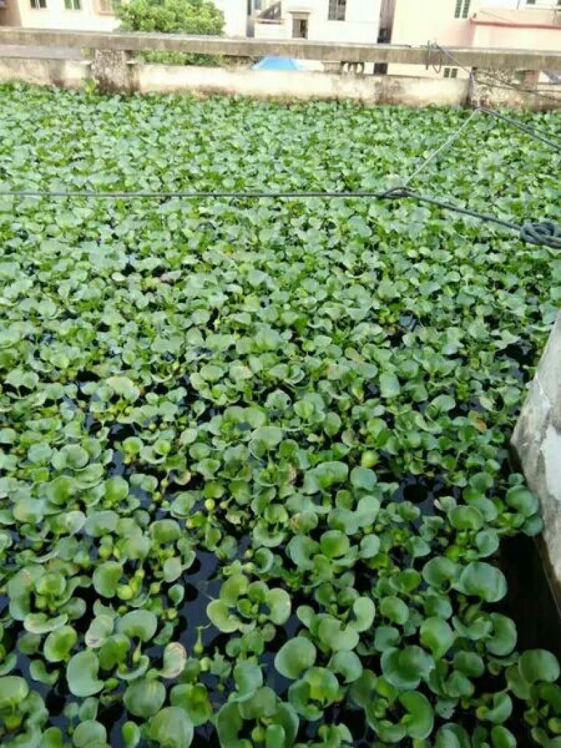 水葫芦凤眼蓝养龙虾，养鱼等必备水生植物
