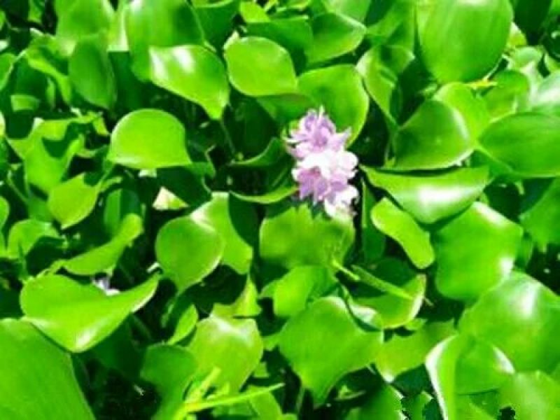 水葫芦凤眼蓝养龙虾，养鱼等必备水生植物