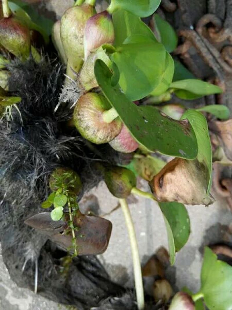 水葫芦凤眼蓝养龙虾，养鱼等必备水生植物