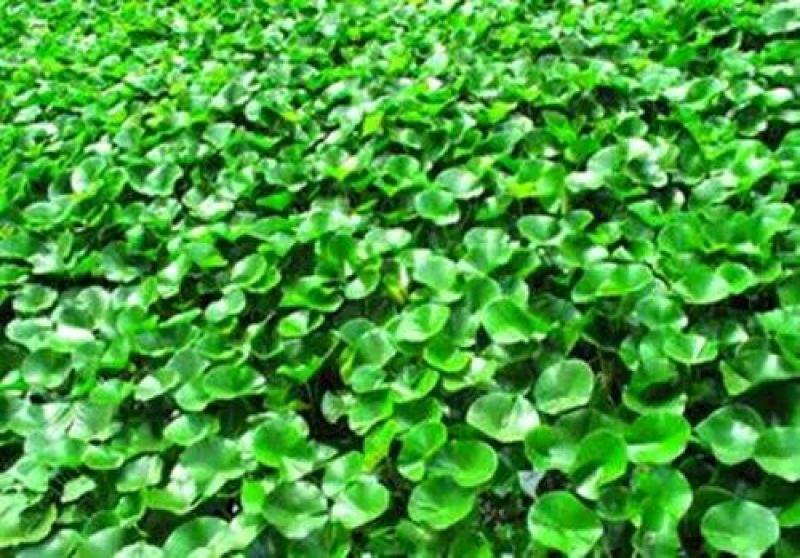 水葫芦凤眼蓝养龙虾，养鱼等必备水生植物