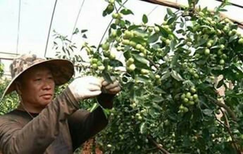 石榴大棚，冬枣大棚，葡萄大棚，草莓大棚