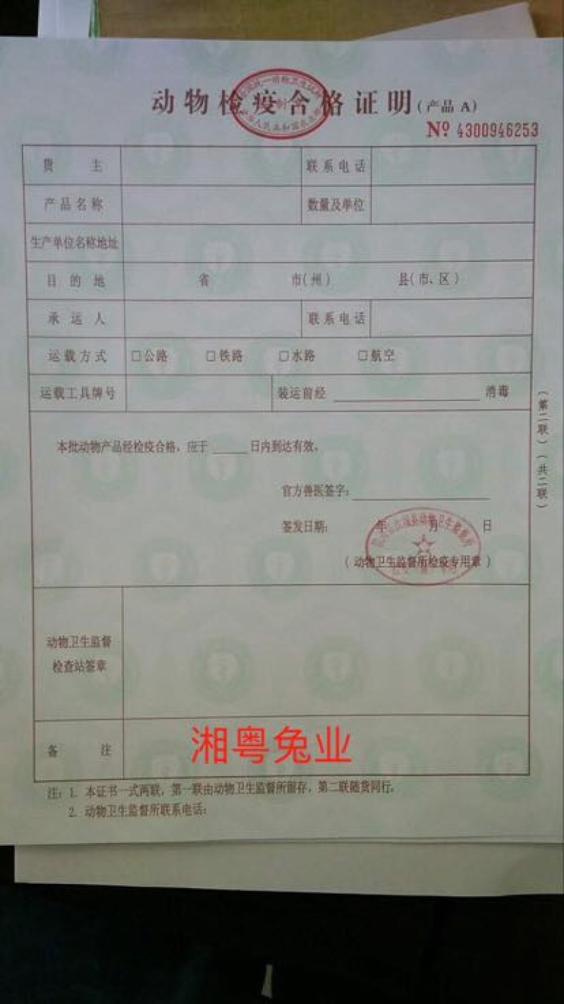 湖南兔子杂交比利时种兔肉兔兔子养殖回收2只发货包成活！