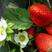 法兰地草莓苗脱毒二代苗包成活现挖现卖脱毒草莓苗